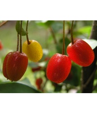 Goumi du Japon - Elaeagnus multiflora - Haie champetre  - Pepiniere Alsace - Vegetal Local Nord Est - Bio - Jardin forêt comestible - fruitier - permaculture