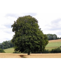 Hêtre commun - Fagus sylvatica - Haie champetre  - Pepiniere Alsace - Vegetal Local Nord Est - Bio - Jardin forêt comestible - fruitier - permaculture