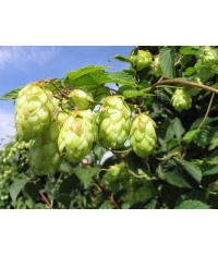Houblon - Humulus lupulus - Haie champetre  - Pepiniere Alsace - Vegetal Local Nord Est - Bio - Jardin forêt comestible - fruitier - permaculture