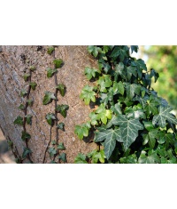 Lierre grimpant - Hedera helix - Haie champetre  - Pepiniere Alsace - Vegetal Local Nord Est - Bio - Jardin forêt comestible - fruitier - permaculture