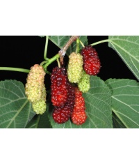 Mûrier rouge - Morus rubra - Haie champetre  - Pepiniere Alsace - Vegetal Local Nord Est - Bio - Jardin forêt comestible - fruitier - permaculture