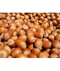 Noisetier - Corylus avellana - Haie champetre  - Pepiniere Alsace - Vegetal Local Nord Est - Bio - Jardin forêt comestible - fruitier - permaculture