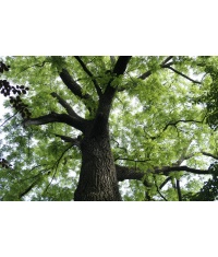 Noyer noir - Juglans nigra - Haie champetre  - Pepiniere Alsace - Vegetal Local Nord Est - Bio - Jardin forêt comestible - fruitier - permaculture