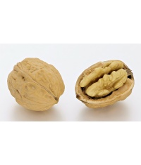 noyer_-_juglans_regia_-_pepiniere_alsace_vegetal_local_bio_-_noix
