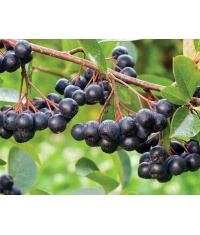 aronie_a_feuille_de_prunier_Nero_aronia_prunifolia_Nero_Haie champetre  - Pepiniere Alsace - Vegetal Local Nord Est- Bio - Jardin forêt comestible - fruitier - permaculture