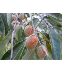 Olivier de Bohême - Elaeagnus angustifolia - Haie champetre  - Pepiniere Alsace - Vegetal Local Nord Est - Bio - Jardin forêt comestible - fruitier - permaculture