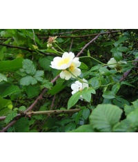 Rosier des champs - Rosa arvensis - Haie champetre  - Pepiniere Alsace - Vegetal Local Nord Est - Bio - Jardin forêt comestible - fruitier - permaculture
