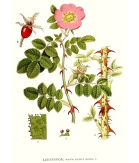 Rosier rouillé - Rosa rubiginosa - Haie champetre  - Pepiniere Alsace - Vegetal Local Nord Est - Bio - Jardin forêt comestible - fruitier - permaculture