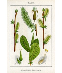 Saule à oreillettes - Salix aurita - Haie champetre  - Pepiniere Alsace - Vegetal Local Nord Est - Bio - Jardin forêt comestible - fruitier - permaculture