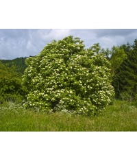 Sureau noir - Sambucus nigra - Haie champetre  - Pepiniere Alsace - Vegetal Local Nord Est - Bio - Jardin forêt comestible - fruitier - permaculture