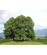 Tilleul à petites feuilles - Tilia cordata  - Haie champetre  - Pepiniere Alsace - Vegetal Local Nord Est - Bio - Jardin forêt comestible - fruitier - permaculture