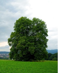 Charme - Carpinus betulus - Haie champetre  - Pepiniere Alsace - Vegetal Local Nord Est - Bio - Jardin forêt comestible - fruitier - permaculture