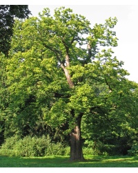 Châtaignier - Castanea sativa - Haie champetre  - Pepiniere Alsace - Vegetal Local Nord Est - Bio - Jardin forêt comestible - fruitier - permaculture