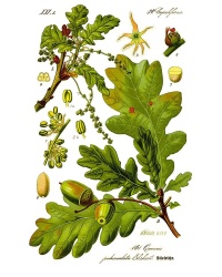 Chêne pédonculé - Quercus robur - Haie champetre  - Pepiniere Alsace - Vegetal Local Nord Est - Bio - Jardin forêt comestible - fruitier - permaculture