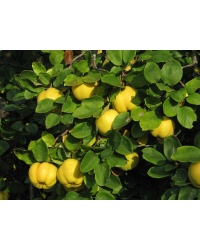 Cognassier 'Leskovac' - Cydonia oblonga - Haie champetre  - Pepiniere Alsace - Vegetal Local Nord Est - Bio - Jardin forêt comestible - fruitier - permaculture