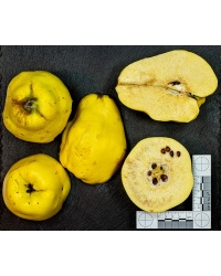 cognassier_vranja_-_cydonia_oblonga_-_pepiniere_alsace_vegetal_local_bio_-_fruit_2055085722