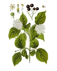 Cornouiller sanguin - Cornus sanguinea - Haie champetre  - Pepiniere Alsace - Vegetal Local Nord Est - Bio - Jardin forêt comestible - fruitier - permaculture