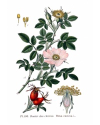 Églantier - Rosa canina - Haie champetre  - Pepiniere Alsace - Vegetal Local Nord Est - Bio - Jardin forêt comestible - fruitier - permaculture