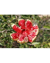 Grenadier 'Mollar de Elche' - Punica granatum - Haie champetre  - Pepiniere Alsace - Vegetal Local Nord Est - Bio - Jardin forêt comestible - fruitier - permaculture