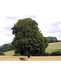 Hêtre commun - Fagus sylvatica - Haie champetre  - Pepiniere Alsace - Vegetal Local Nord Est - Bio - Jardin forêt comestible - fruitier - permaculture