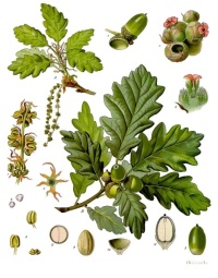 Chêne sessile - Quercus petraea - Haie champetre  - Pepiniere Alsace - Vegetal Local Nord Est - Bio - Jardin forêt comestible - fruitier - permaculture
