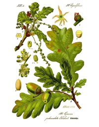 Chêne pédonculé - Quercus robur - Haie champetre  - Pepiniere Alsace - Vegetal Local Nord Est - Bio - Jardin forêt comestible - fruitier - permaculture