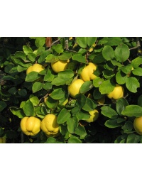 Cognassier 'Leskovac' - Cydonia oblonga - Haie champetre  - Pepiniere Alsace - Vegetal Local Nord Est - Bio - Jardin forêt comestible - fruitier - permaculture