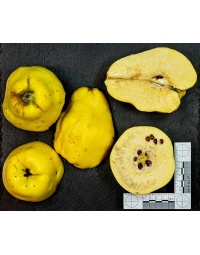cognassier_vranja_-_cydonia_oblonga_-_pepiniere_alsace_vegetal_local_bio_-_fruit_2055085722