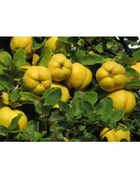 Cognassier 'Wolgogradskaja Miagkoplodnaja' - Cydonia oblonga - Haie champetre  - Pepiniere Alsace - Vegetal Local Nord Est - Bio - Jardin forêt comestible - fruitier - permaculture