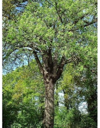 Cormier - Sorbus domestica - Haie champetre  - Pepiniere Alsace - Vegetal Local Nord Est - Bio - Jardin forêt comestible - fruitier - permaculture