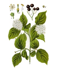 Cornouiller sanguin - Cornus sanguinea - Haie champetre  - Pepiniere Alsace - Vegetal Local Nord Est - Bio - Jardin forêt comestible - fruitier - permaculture