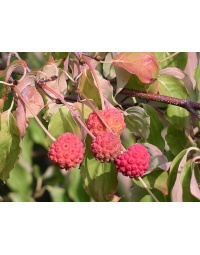 Cornouiller de Chine - Cornus kousa chinensis - Haie champetre  - Pepiniere Alsace - Vegetal Local Nord Est - Bio - Jardin forêt comestible - fruitier - permaculture