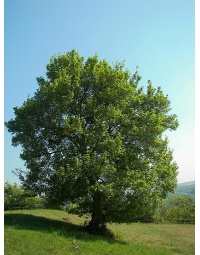 Érable champêtre - Acer campestre - Haie champetre  - Pepiniere Alsace - Vegetal Local Nord Est - Bio - Jardin forêt comestible - fruitier - permaculture