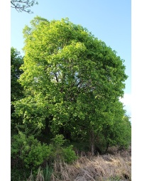 Érable plane - Acer platanoides  - Haie champetre  - Pepiniere Alsace - Vegetal Local Nord Est - Bio - Jardin forêt comestible - fruitier - permaculture