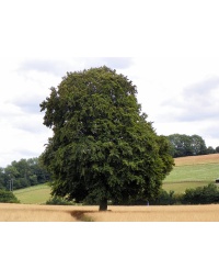 Hêtre commun - Fagus sylvatica - Haie champetre  - Pepiniere Alsace - Vegetal Local Nord Est - Bio - Jardin forêt comestible - fruitier - permaculture