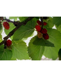 Mûrier rouge 'Illinois Everbearing' - Morus rubra - Haie champetre  - Pepiniere Alsace - Vegetal Local Nord Est - Bio - Jardin forêt comestible - fruitier - permaculture