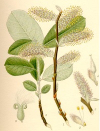 Saule cendré - Salix cinerea - Haie champetre  - Pepiniere Alsace - Vegetal Local Nord Est - Bio - Jardin forêt comestible - fruitier - permaculture