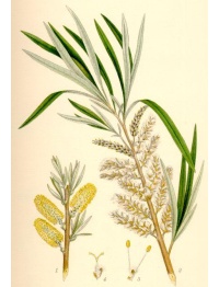 Saule des vanniers - Salix viminalis - Haie champetre  - Pepiniere Alsace - Vegetal Local Nord Est - Bio - Jardin forêt comestible - fruitier - permaculture