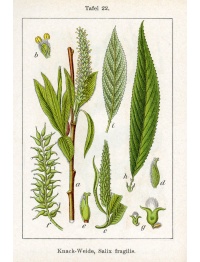 Saule fragile - Salix fragilis - Haie champetre  - Pepiniere Alsace - Vegetal Local Nord Est - Bio - Jardin forêt comestible - fruitier - permaculture