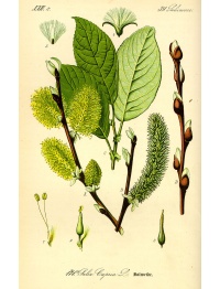 Saule marsault - Salix caprea - Haie champetre  - Pepiniere Alsace - Vegetal Local Nord Est - Bio - Jardin forêt comestible - fruitier - permaculture