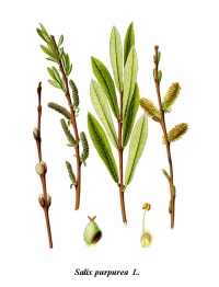 Saule pourpre - Salix purpurea - Haie champetre  - Pepiniere Alsace - Vegetal Local Nord Est - Bio - Jardin forêt comestible - fruitier - permaculture