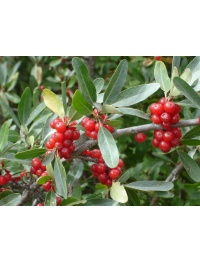 Shépherdie argentée - Shepherdia argentea - Haie champetre  - Pepiniere Alsace - Vegetal Local Nord Est - Bio - Jardin forêt comestible - fruitier - permaculture