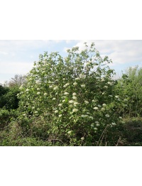 Viorne lantane - Viburnum lantana - Haie champetre  - Pepiniere Alsace - Vegetal Local Nord Est - Bio - Jardin forêt comestible - fruitier - permaculture