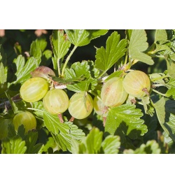 Groseillier à maquereau 'Hinnonmaki vert' - Ribes uva-crispa  - Haie champetre  - Pepiniere Alsace - Vegetal Local Nord Est - Bio - Jardin forêt comestible - fruitier - permaculture