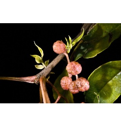 Poivre Sanshō - Zanthoxylum piperitum - Haie champetre  - Pepiniere Alsace - Vegetal Local Nord Est - Bio - Jardin forêt comestible - fruitier - permaculture
