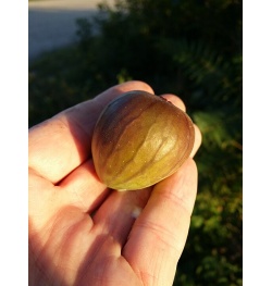 Figuier 'Türkiye' violette - Ficus carica - Haie champetre  - Pepiniere Alsace - Vegetal Local Nord Est - Bio - Jardin forêt comestible - fruitier - permaculture