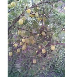 Groseillier à maquereau 'Hinnonmaki jaune' - Ribes uva-crispa  - Haie champetre  - Pepiniere Alsace - Vegetal Local Nord Est - Bio - Jardin forêt comestible - fruitier - permaculture