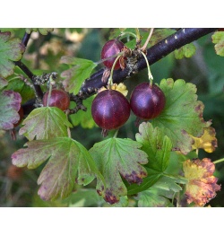 Groseillier à maquereau 'Rouge Freedonia' (sans épine) - Ribes uva-crispa  - Haie champetre  - Pepiniere Alsace - Vegetal Local Nord Est - Bio - Jardin forêt comestible - fruitier - permaculture