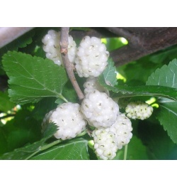 Mûrier blanc - Morus alba - Haie champetre  - Pepiniere Alsace - Vegetal Local Nord Est - Bio - Jardin forêt comestible - fruitier - permaculture