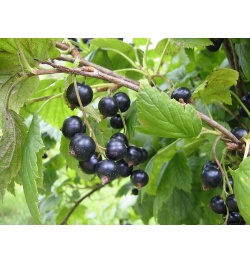 Cassissier ‘Noir de Bourgogne’ - Ribes nigrum - Haie champetre  - Pepiniere Alsace - Vegetal Local Nord Est - Bio - Jardin forêt comestible - fruitier - permaculture